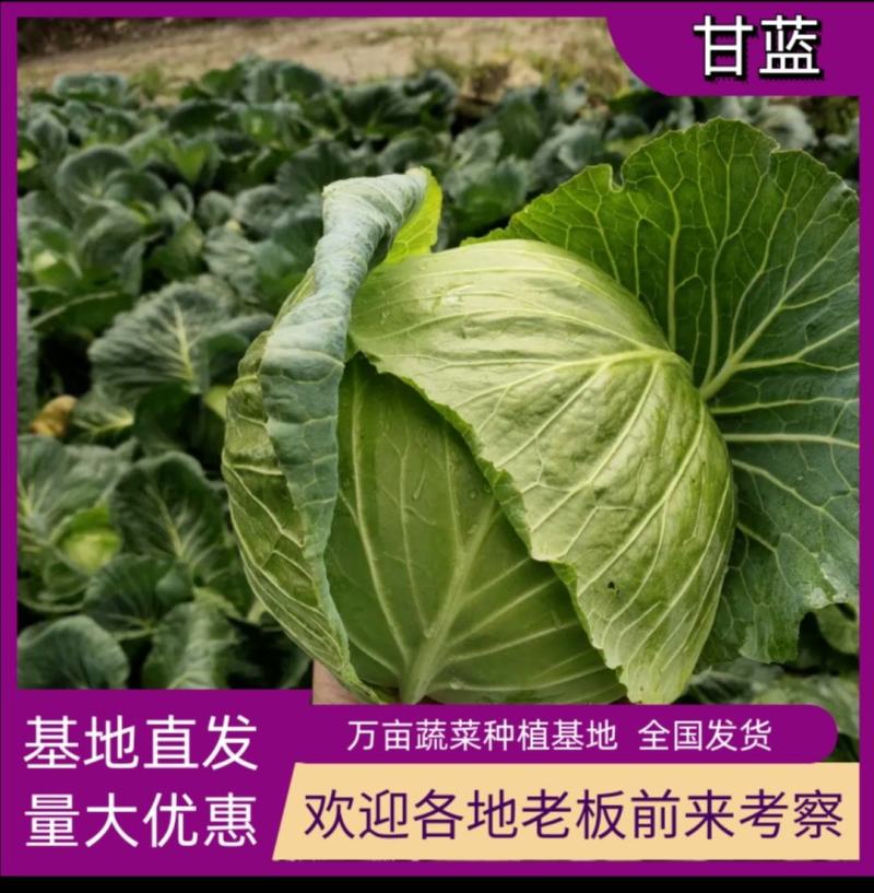 河北基地宣甘蓝大量上市中，物美价廉，质量优等