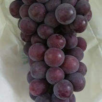 产地批发陕西户太8号葡萄颗粒大，颜色漂亮，口感甜货源充足