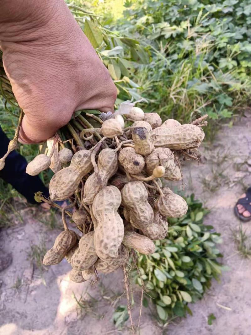 新鲜带壳花生中花大颗鲜花生湖北蔬菜基地直供干花生