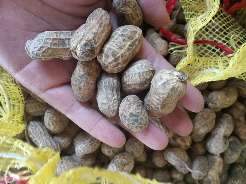 新鲜带壳花生中花大颗鲜花生湖北蔬菜基地直供干花生