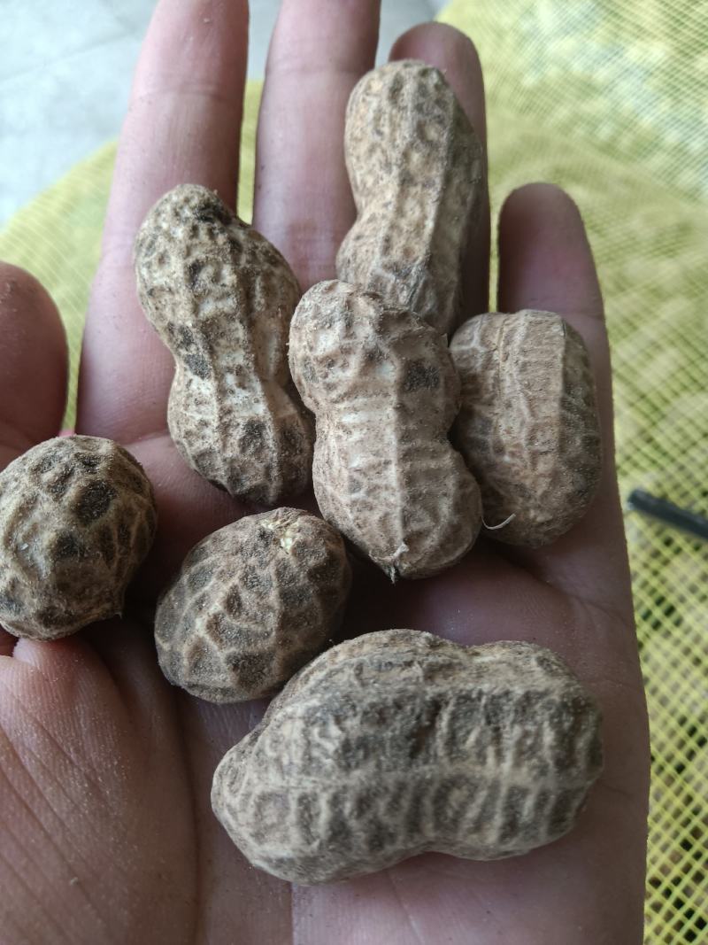 新鲜带壳花生中花大颗鲜花生湖北蔬菜基地直供干花生