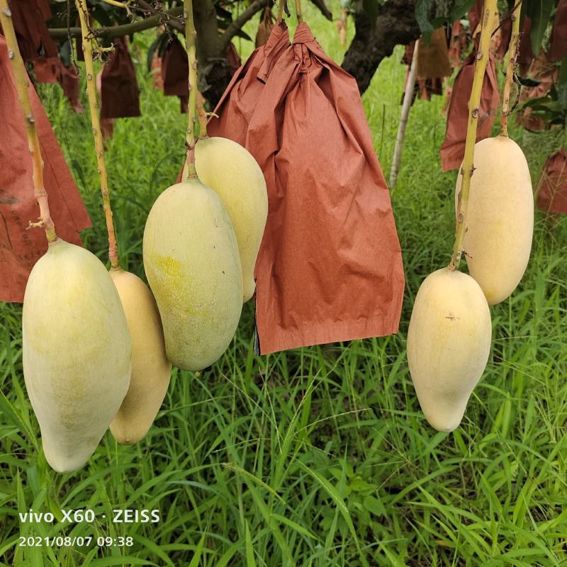 云南普洱镇糖度高，香位浓镇沅晚熟芒果（甜度24度）