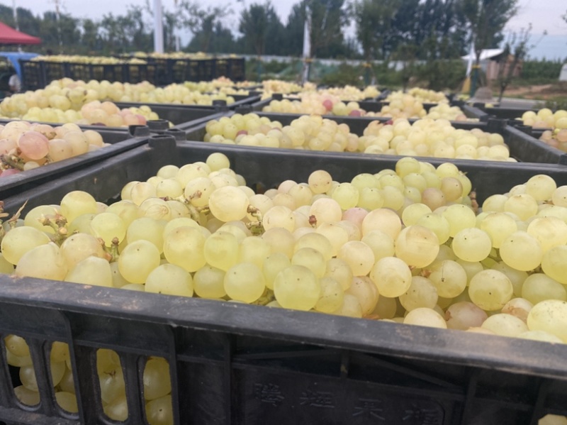 无核葡萄加工专用罐头厂葡萄工厂专用葡萄