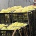 无核葡萄加工专用罐头厂葡萄工厂专用葡萄
