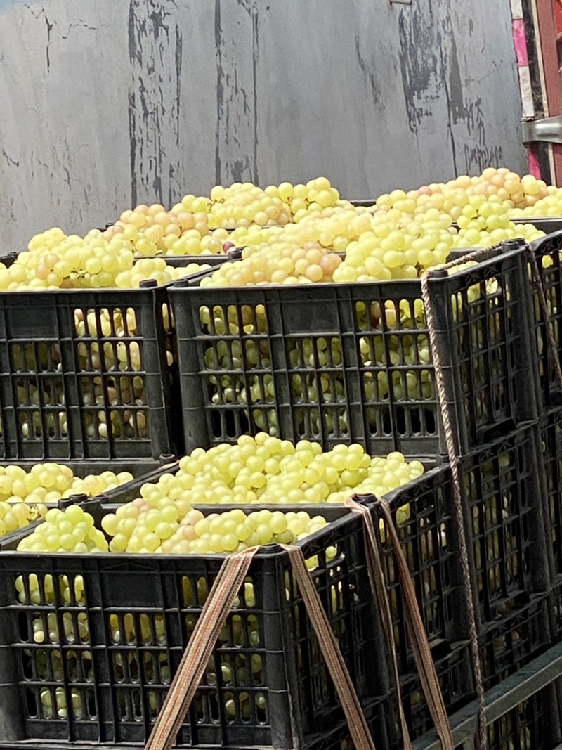 无核葡萄加工专用罐头厂葡萄工厂专用葡萄