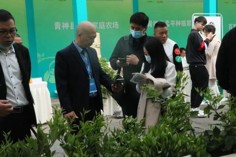 爱媛48号枝条，红公主枝条，包纯度。包邮。产地直发
