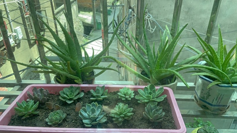 （包邮）塑料种菜盆阳台种菜神器室内特大蔬菜长方形花盆