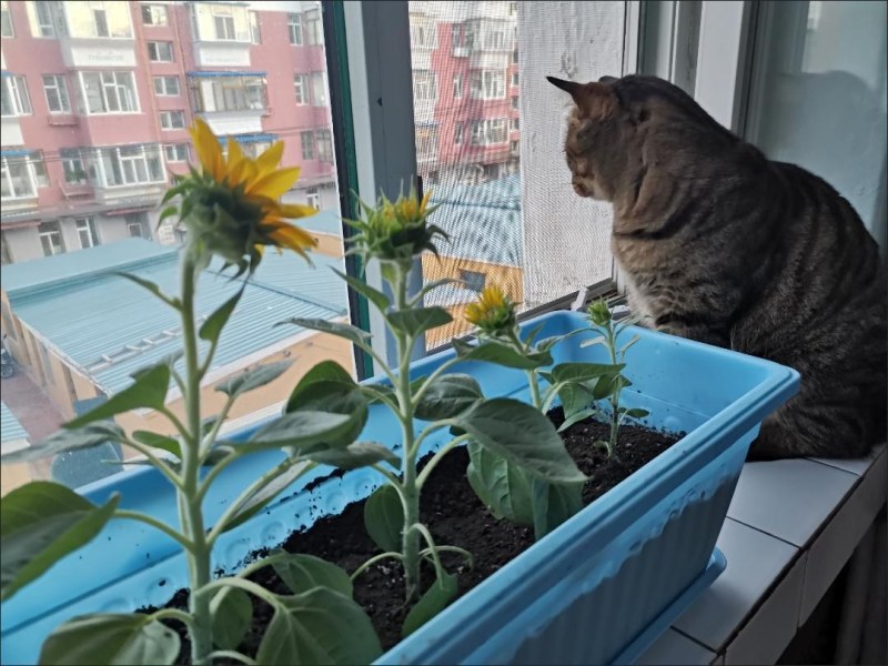 （包邮）塑料种菜盆阳台种菜神器室内特大蔬菜长方形花盆