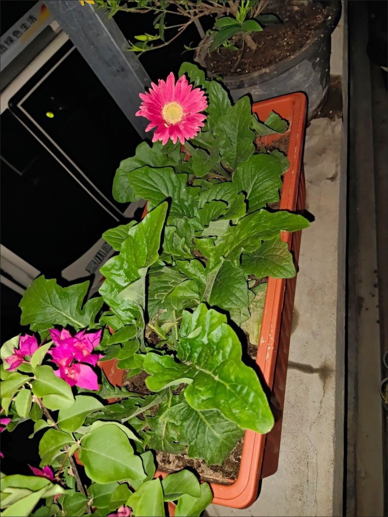 （包邮）塑料种菜盆阳台种菜神器室内特大蔬菜长方形花盆