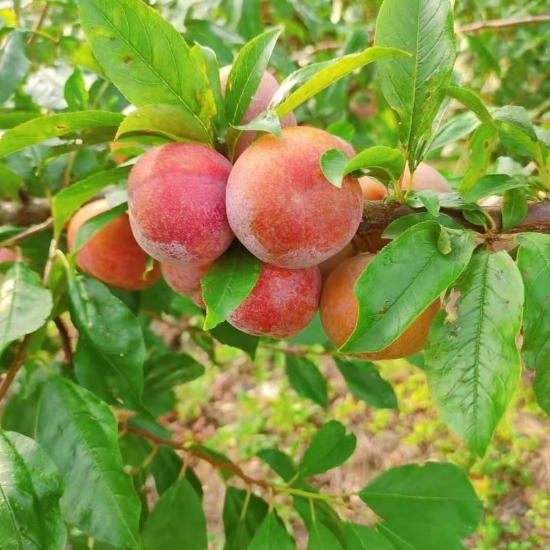小芙蓉李开园，口感腕甜，8.7日开园，需要的联系我