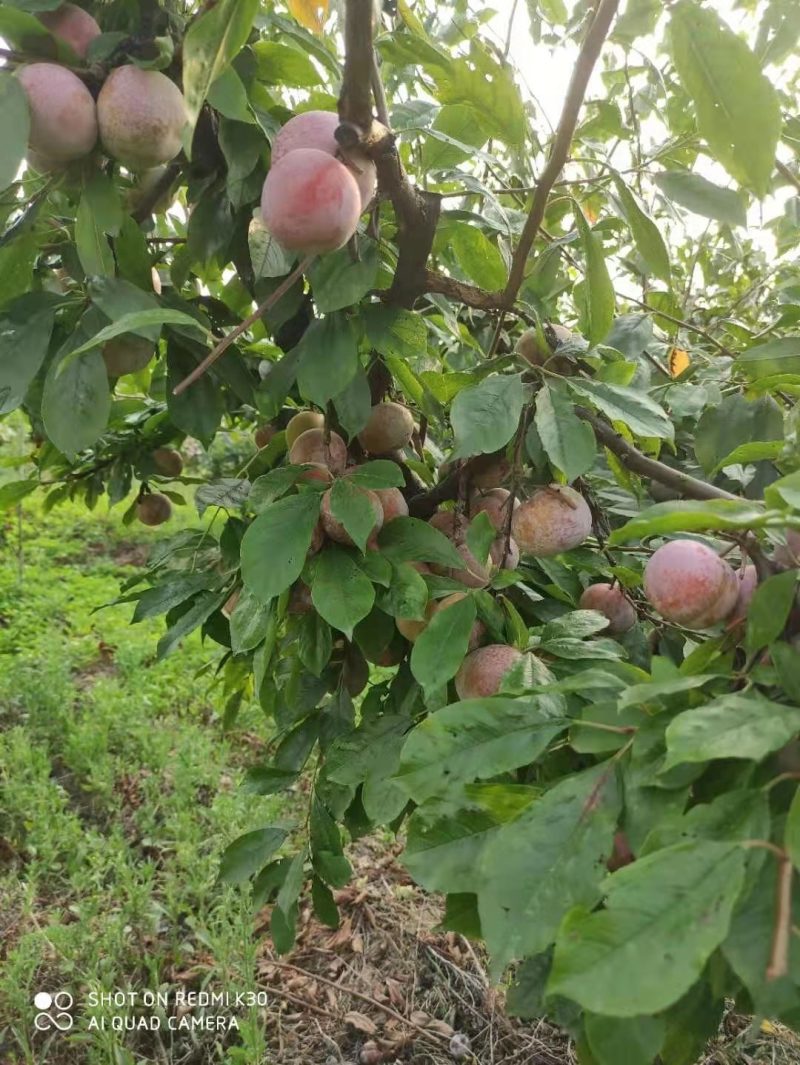 小芙蓉李开园，口感腕甜，8.7日开园，需要的联系我