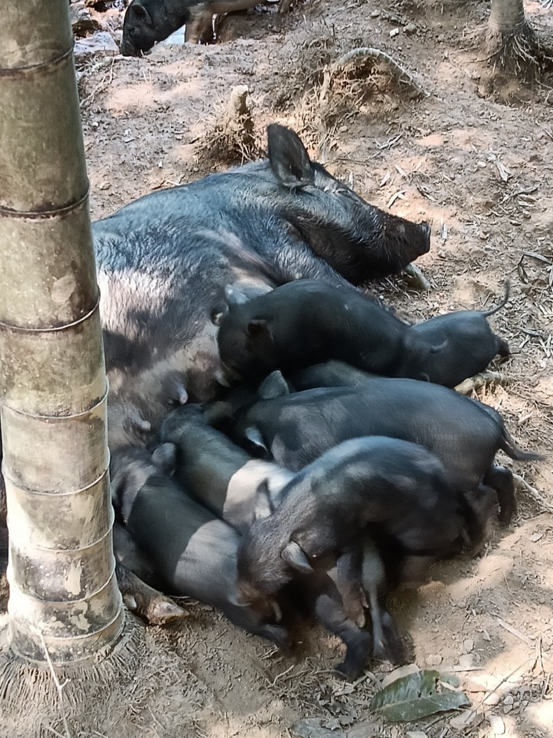 生态放养藏香猪