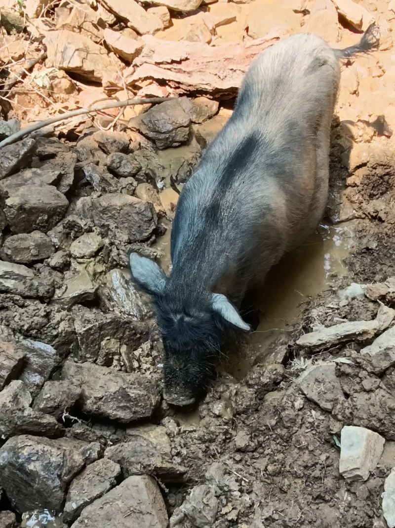 生态放养藏香猪