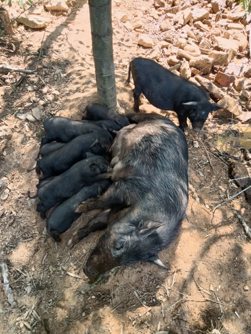 生态放养藏香猪