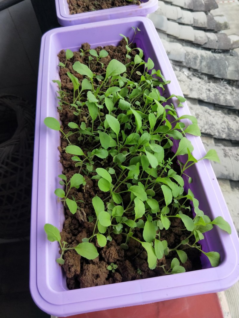 （包邮）塑料种菜盆阳台种菜神器室内特大蔬菜长方形花盆