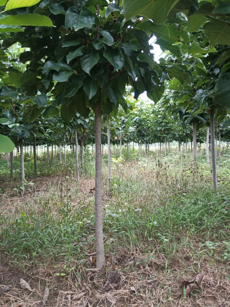 白玉兰，红玉兰，紫玉兰，黄玉兰，二乔玉兰，广玉兰，