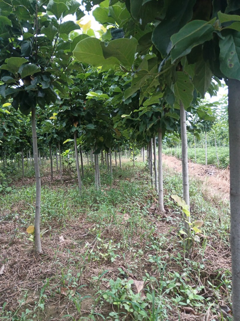 白玉兰，红玉兰，紫玉兰，黄玉兰，二乔玉兰，广玉兰，