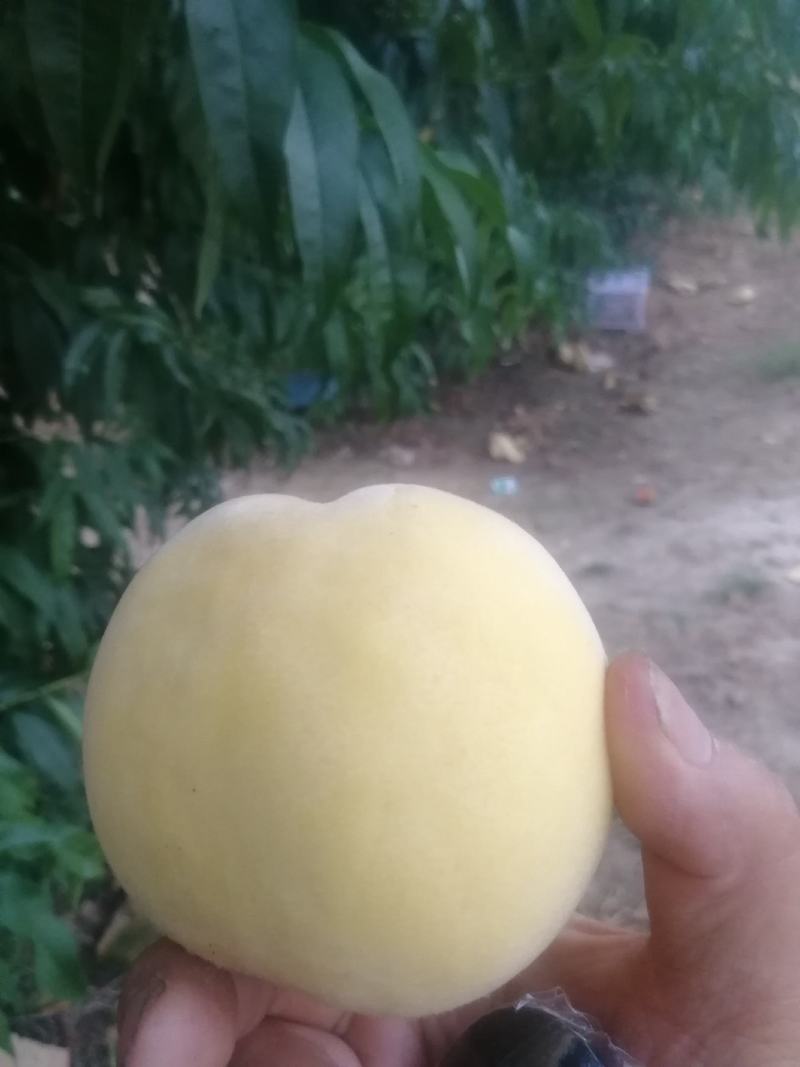 锦绣黄桃
