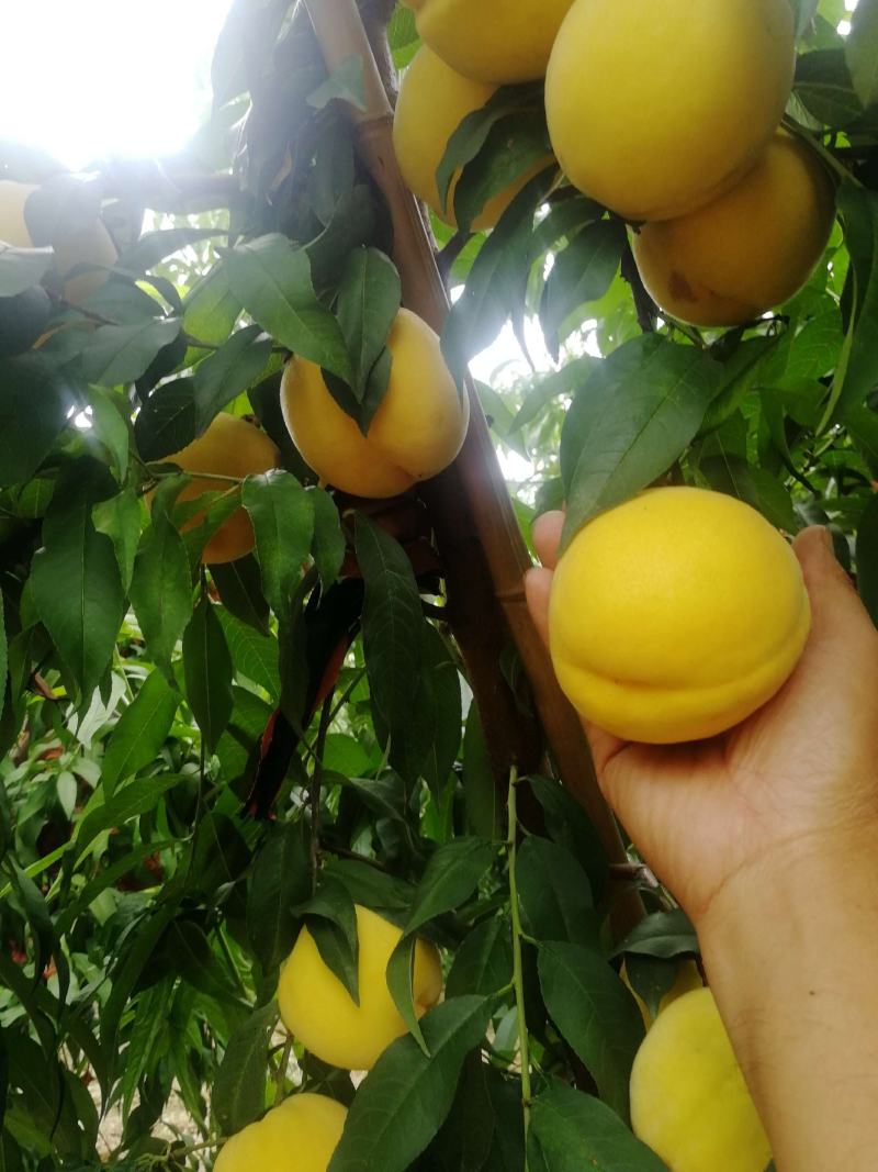 锦绣黄桃