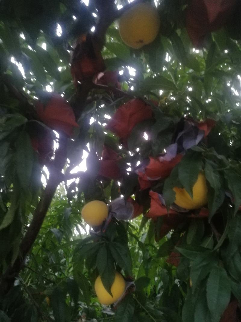 锦绣黄桃