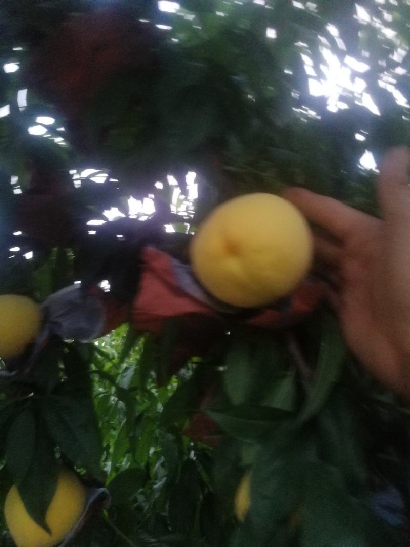 锦绣黄桃