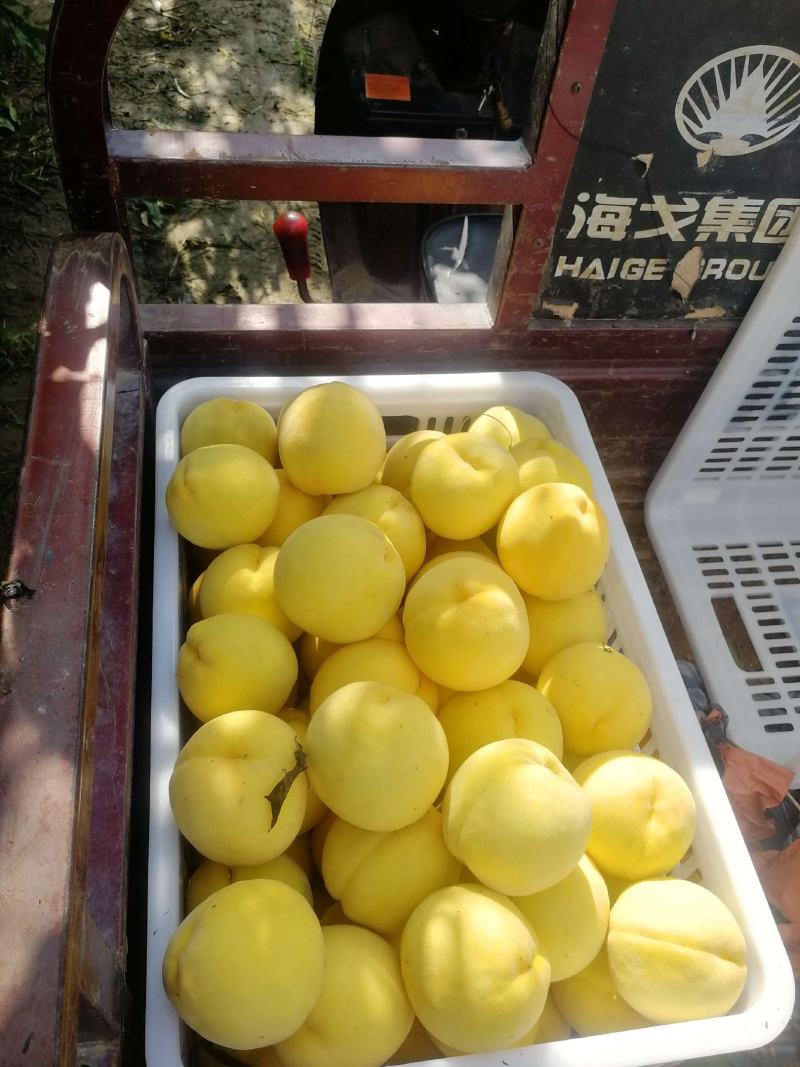锦绣黄桃