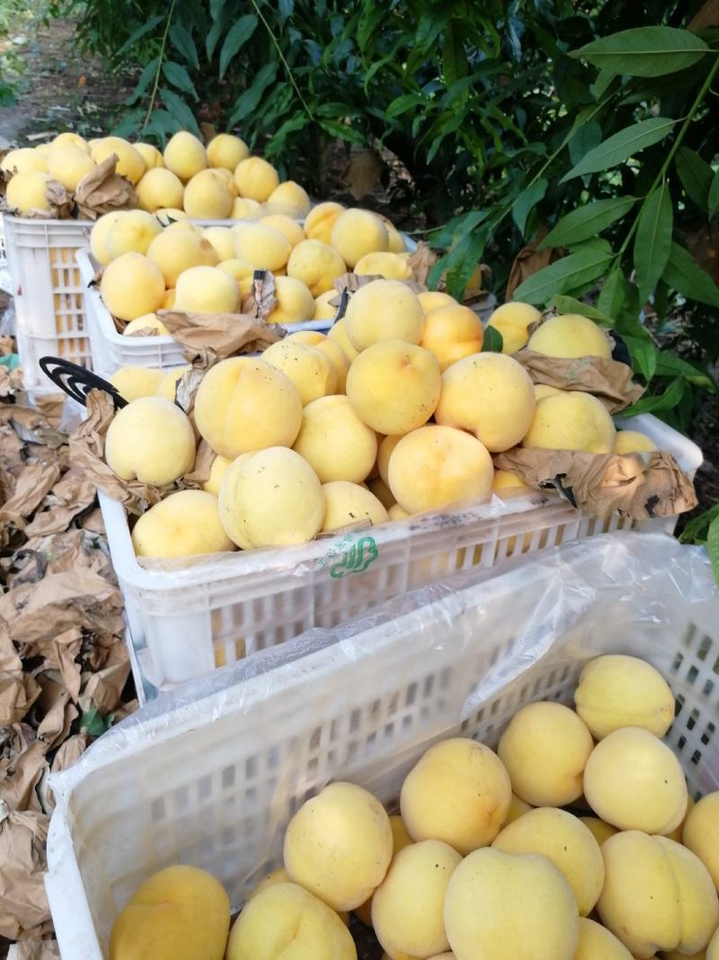 锦绣黄桃