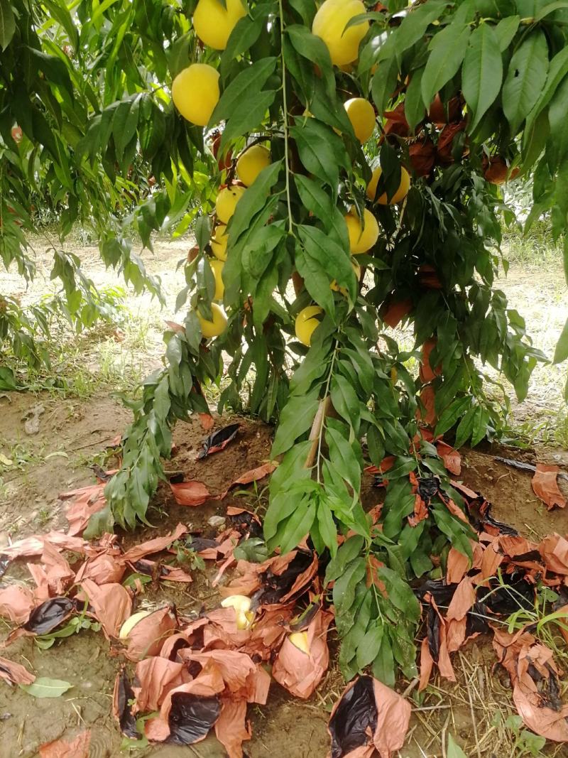 锦绣黄桃