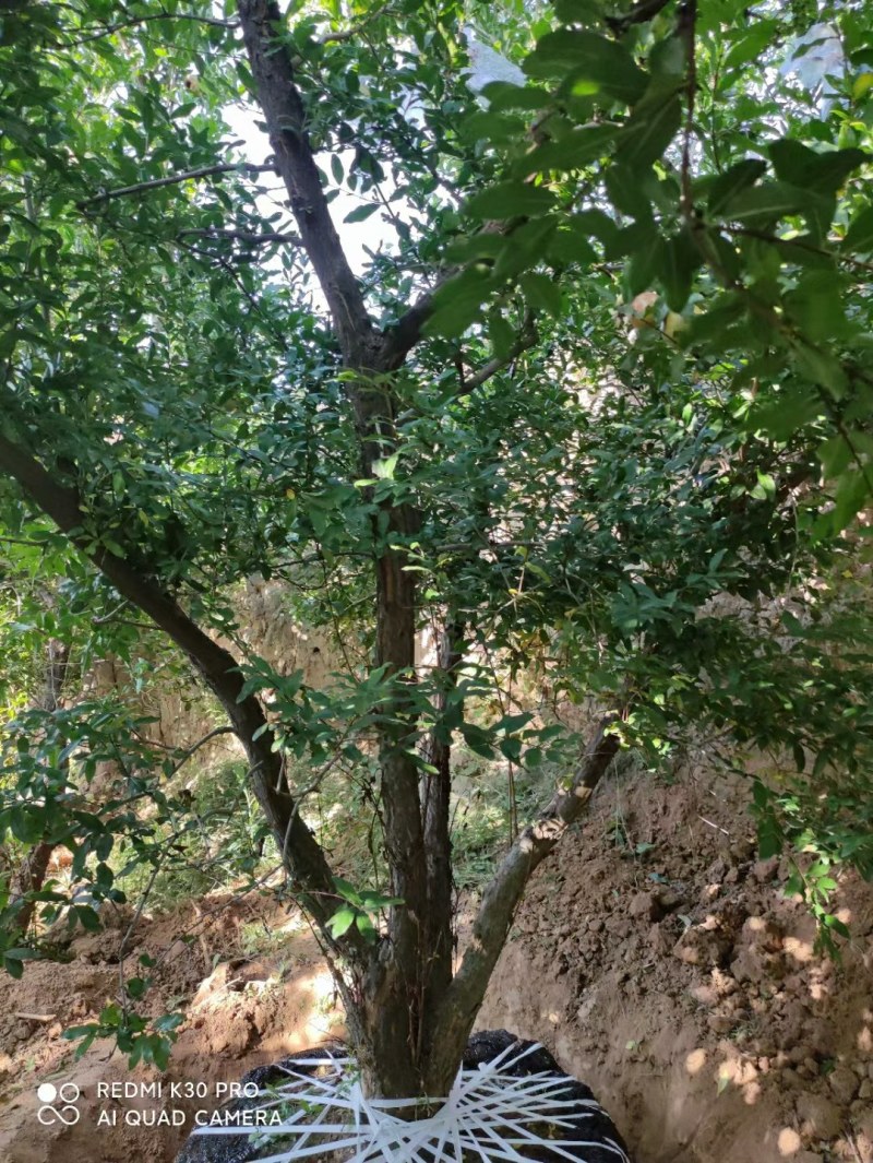 精品丛生抗旱耐寒石榴树