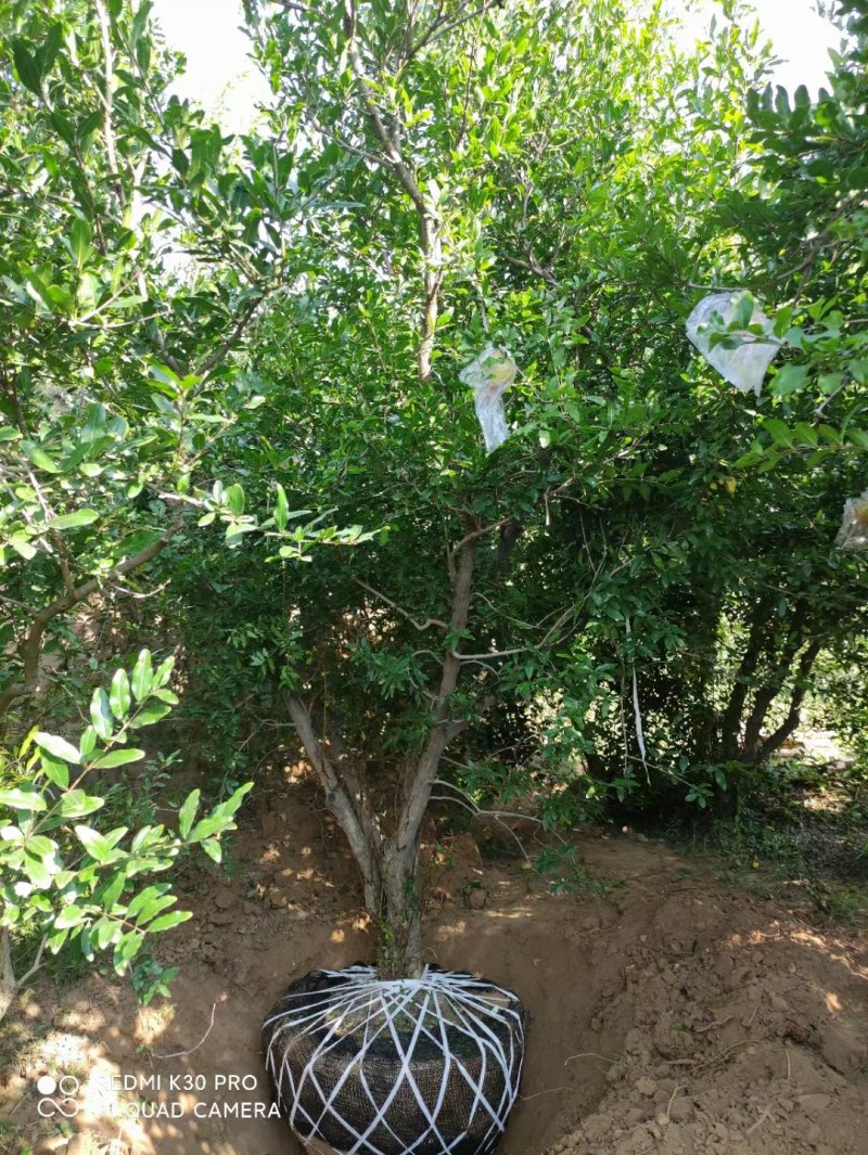 精品丛生抗旱耐寒石榴树