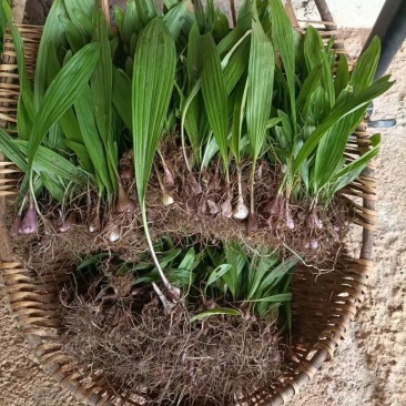 云南十万大山里野生冰球子