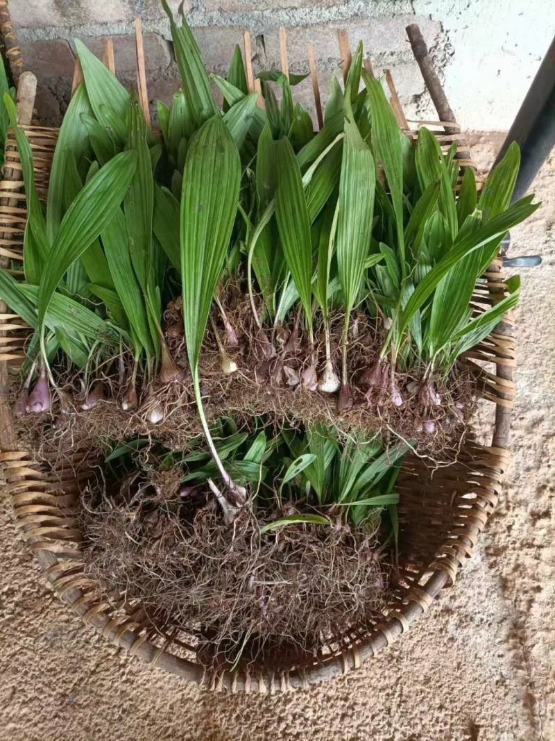 云南十万大山里野生冰球子