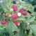 树莓果，冻果