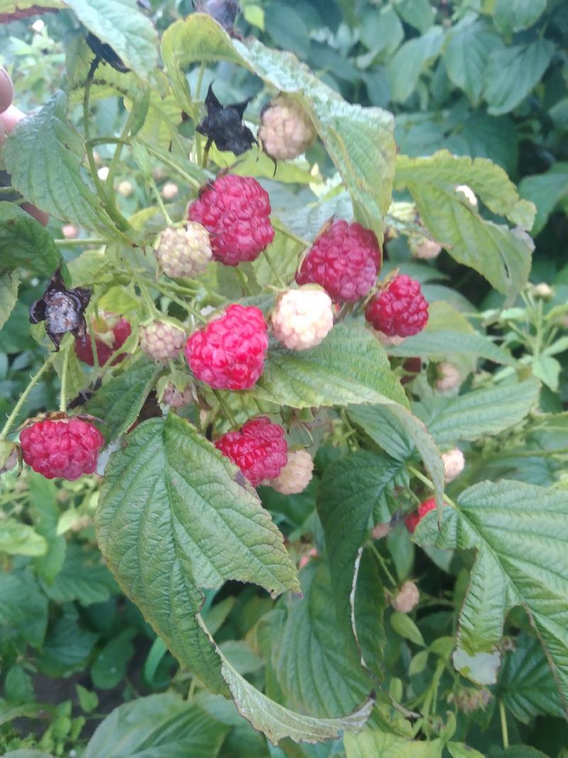 树莓果，冻果