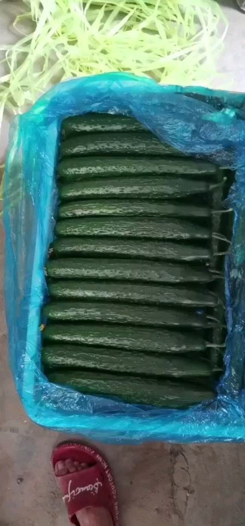 （基地直供）山东莘县精品黄瓜货源充足，品质上乘，货发全国