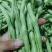 云南楚雄元谋县无筋豆角豆角产地直发专业代办