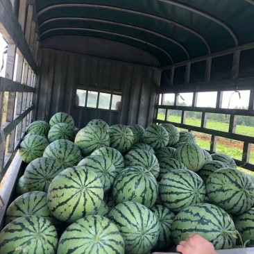 秋季千亩麒麟瓜精品微萌美都直播苗新鲜现摘