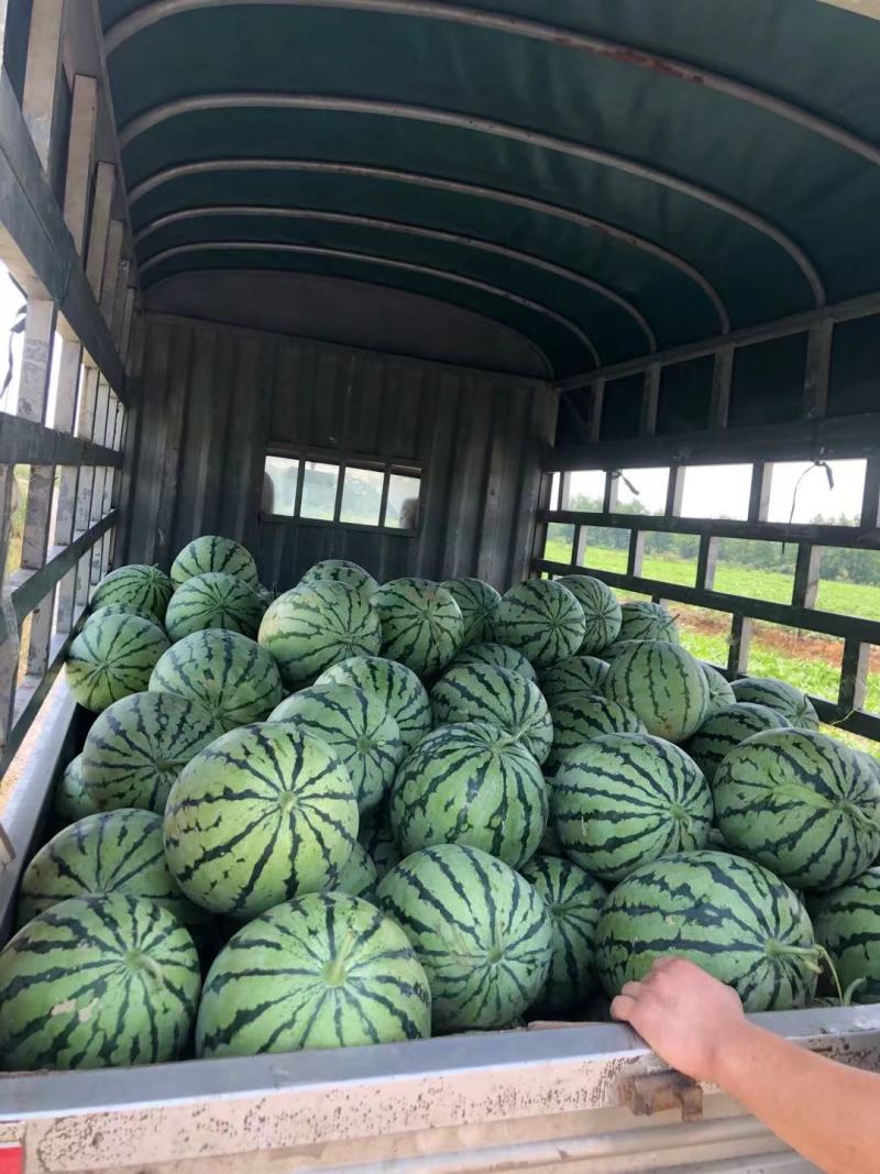 秋季千亩麒麟瓜精品微萌美都直播苗新鲜现摘