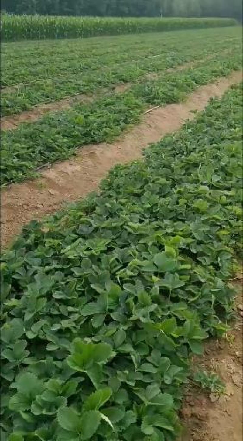 天使8号草莓苗，基地直供，成活率高，无病害，