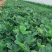天使8号草莓苗，基地直供，成活率高，无病害，