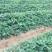 天使8号草莓苗，基地直供，成活率高，无病害，