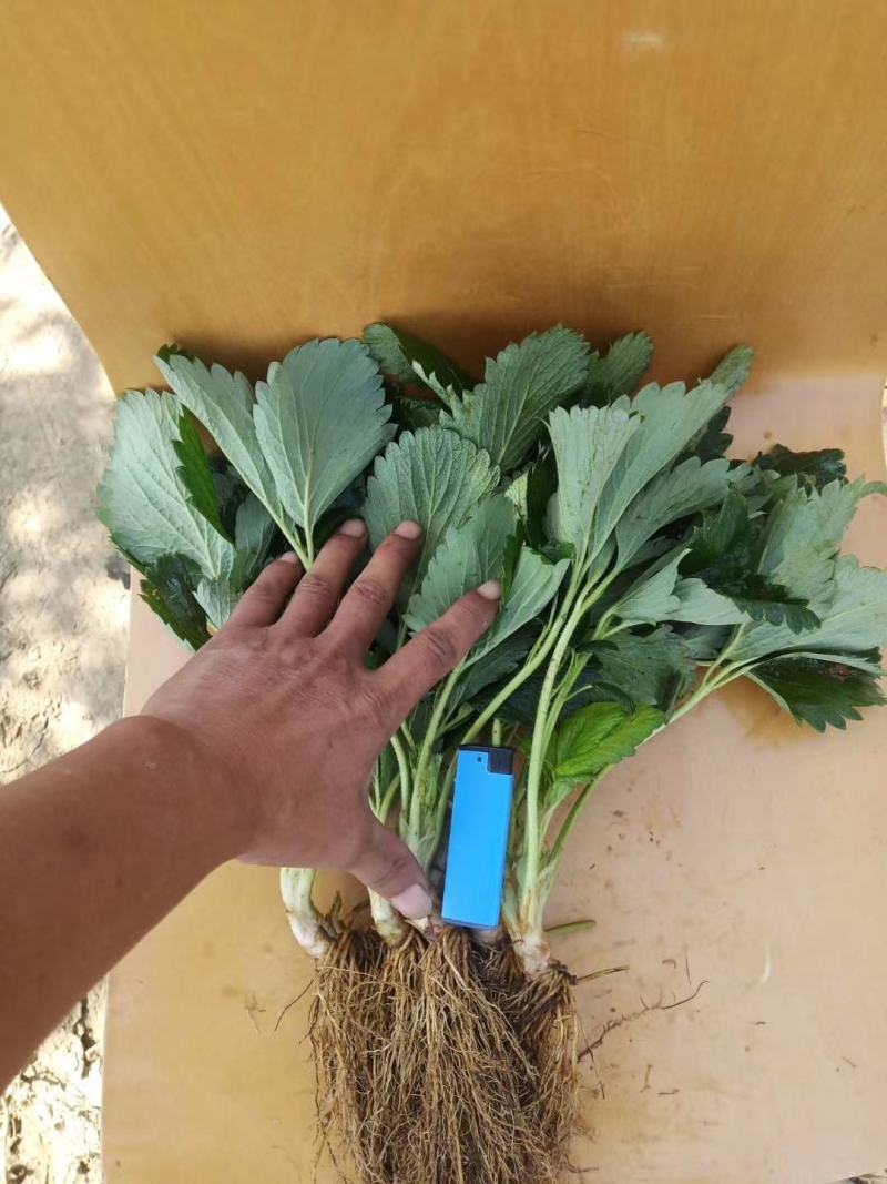 天使8号草莓苗，基地直供，成活率高，无病害，