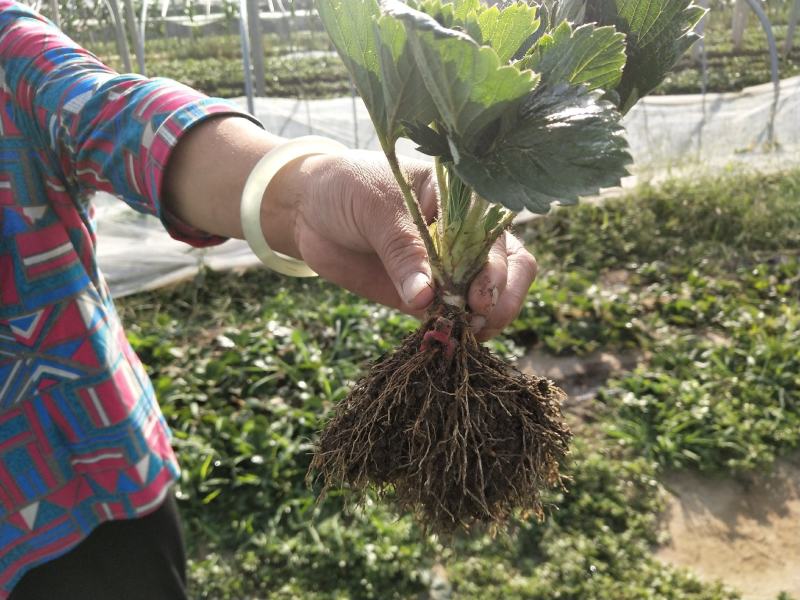天使8号草莓苗，基地直供，成活率高，无病害，
