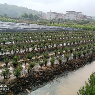 雀舌小叶黄杨