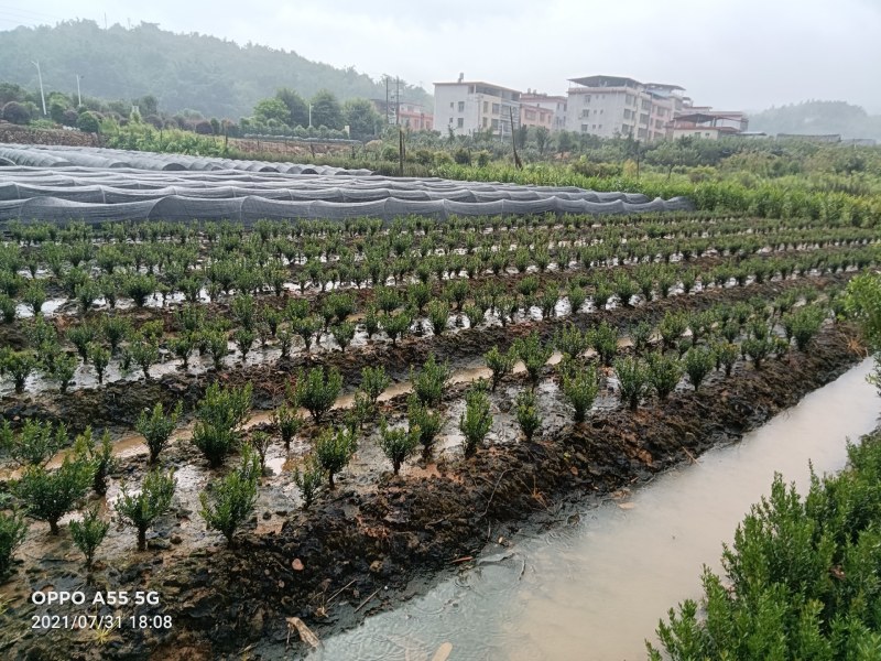 雀舌小叶黄杨