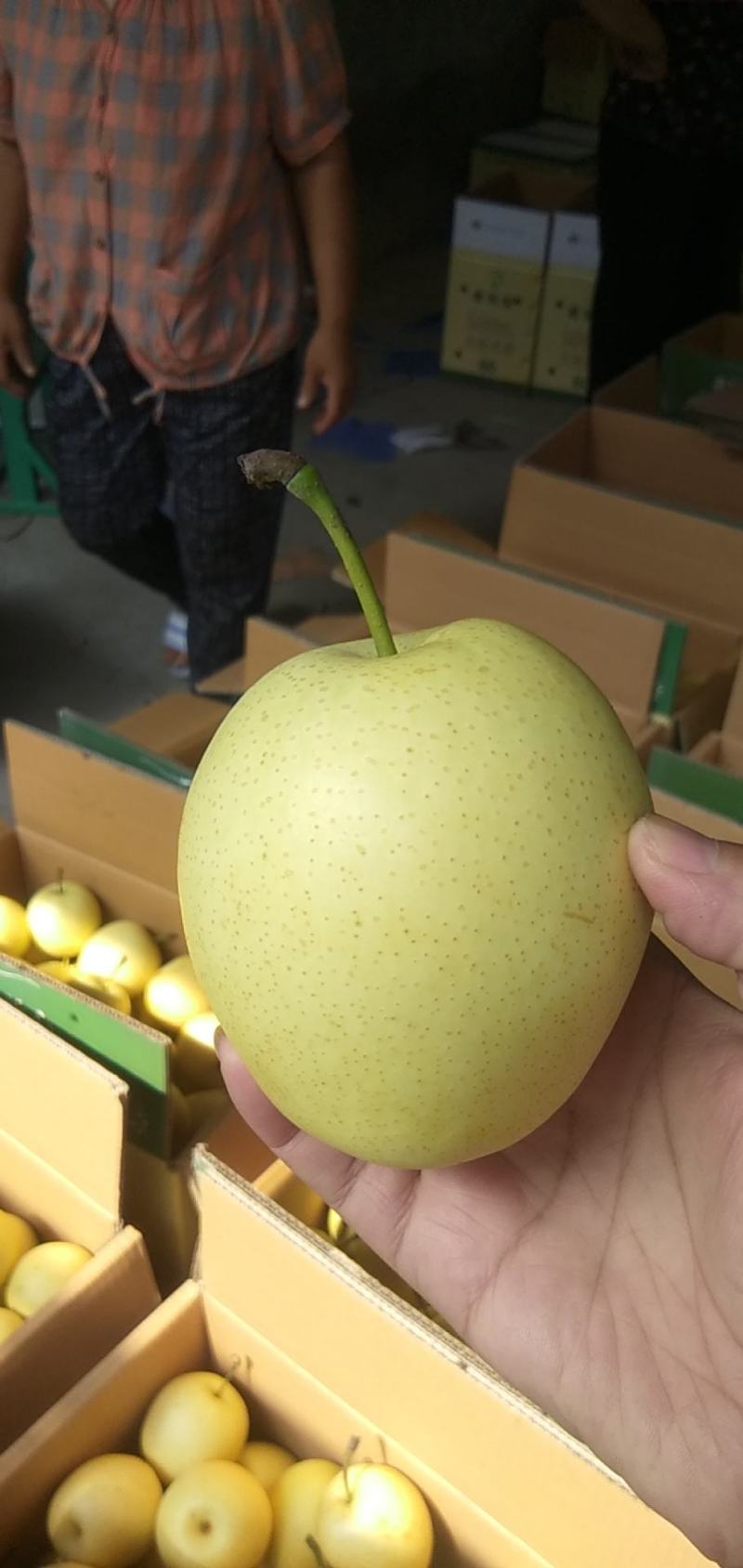 皇冠梨