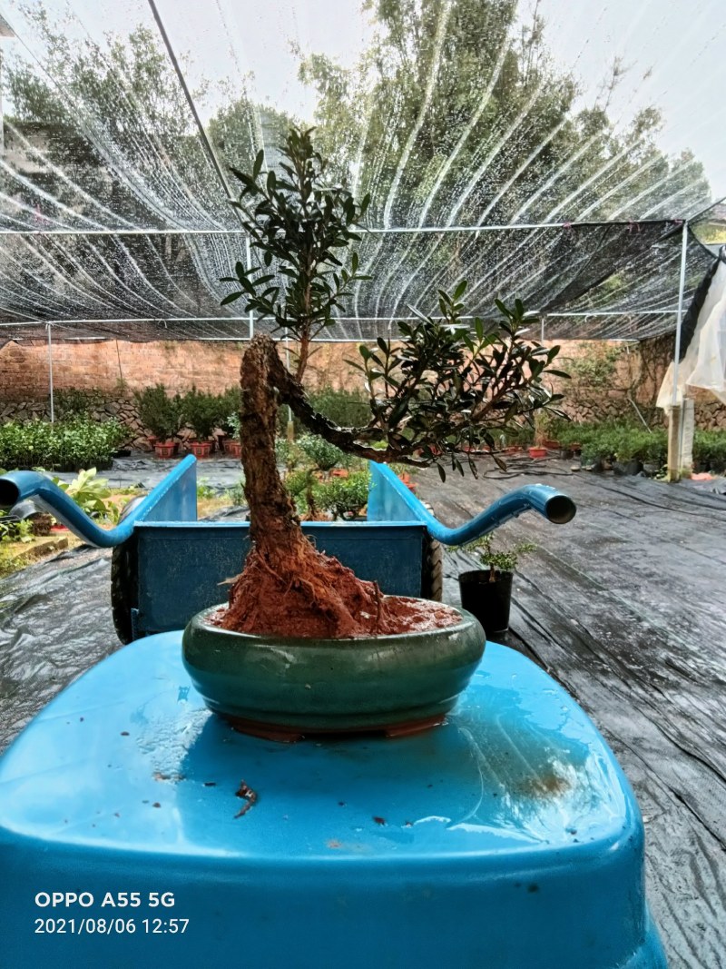 雀舌皱皮黄杨