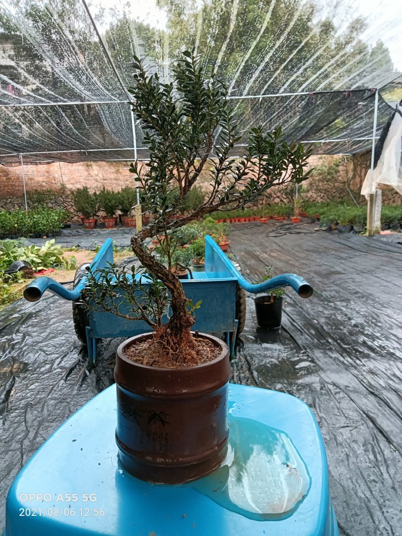 雀舌皱皮黄杨
