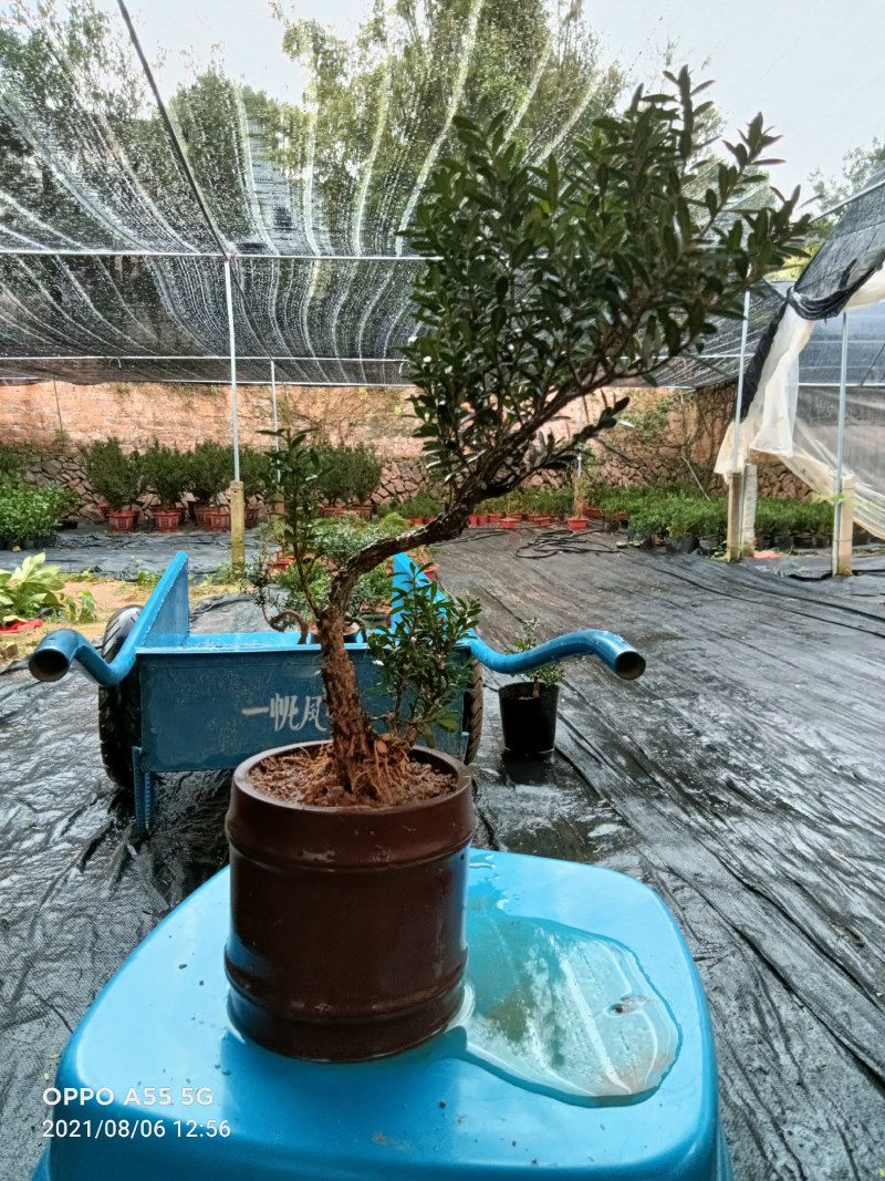 雀舌皱皮黄杨