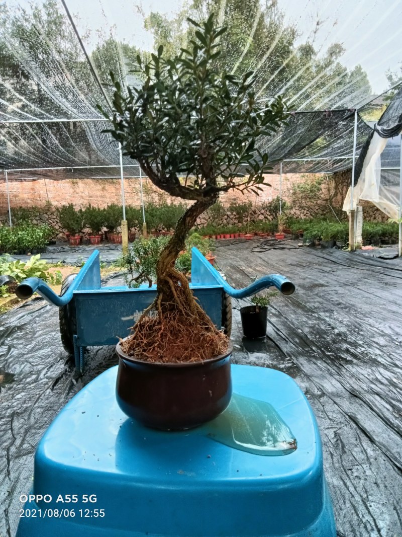 雀舌皱皮黄杨